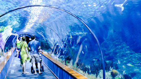 Photo Picture an Acquarium Full of Beautiful Tropical Fishes