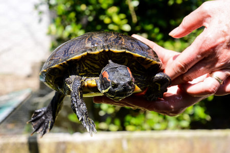 Photo picture Common turtle Slider Trachemys scripta animal reptile amphibian