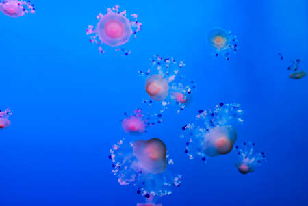 balloons in the sky, beautiful photo digital pictureの写真素材