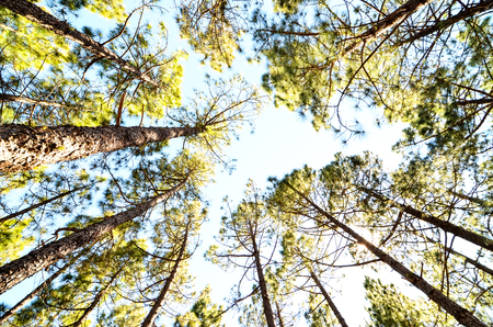Very High Pine Wood Forest on a Sunny Dayの写真素材