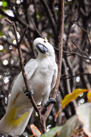 Photo Picture of a Beautiful Colored Tropical Parrot