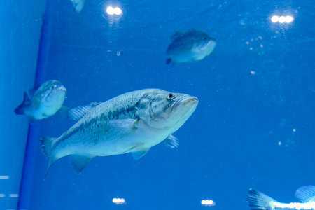 fish in aquarium, beautiful photo digital picture