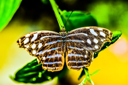butterfly on leaf, photo as a background, digital image