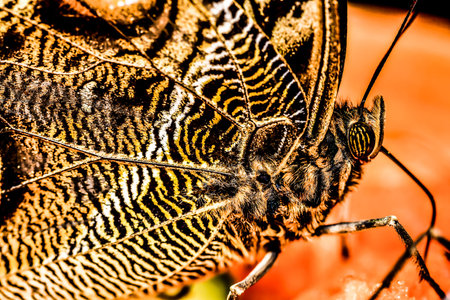butterfly on black background, photo as a background, digital image