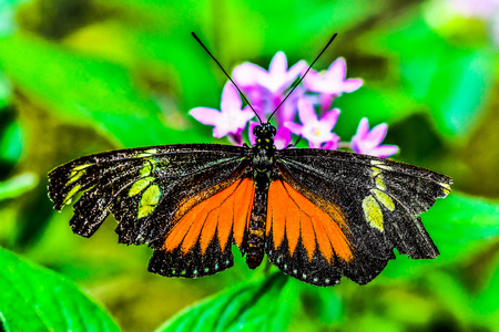 butterfly on flower, photo as a background, digital imageの写真素材