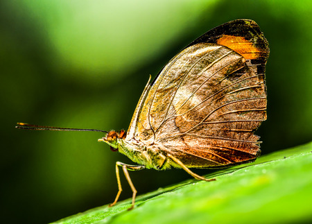 butterfly on a leaf, photo as a background, digital imageの写真素材