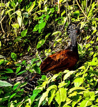butterfly on the grass, photo as a background, digital imageの写真素材