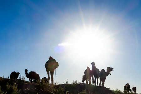 silhouette of camel in desert, beautiful photo digital pictureの写真素材