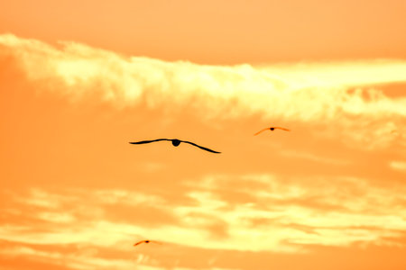 birds flying in the sky at sunset, beautiful photo digital picture