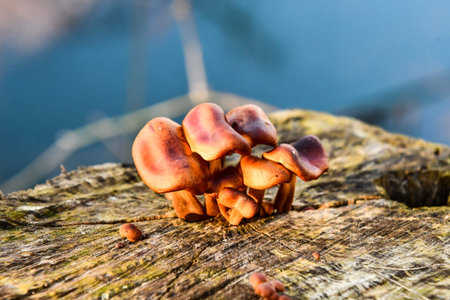 mushrooms on tree, photo as a background, digital image
