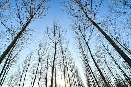 trees and sky, photo as a background, digital imageの写真素材