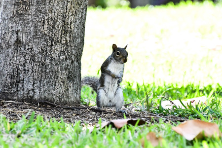 cat in garden, photo as a background, digital imageの写真素材