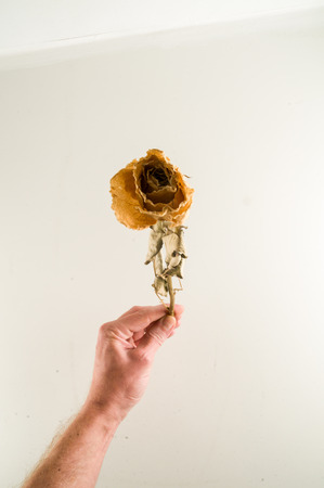 a dried rose isolated on a white backgroundの写真素材