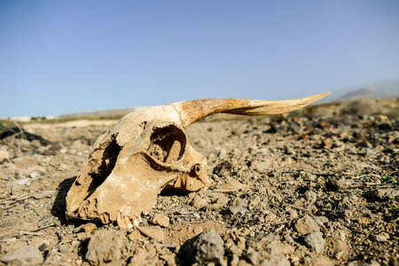 Photo Picture of the Dry Goat Skull Boneの写真素材