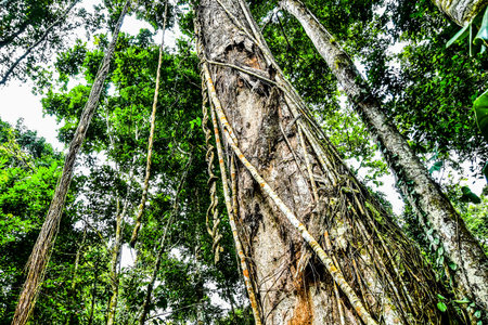 trunk of a tree