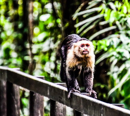 monkey in Arenal Volcano area in costa rica central america