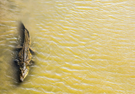 crocodile in water