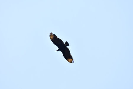 eagle in flight