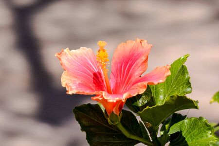 Photo Picture of Beautiful Blooming Flower Backgroundの写真素材