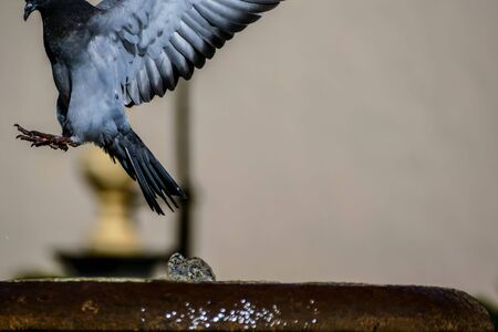 Photo Picture Image of a male adult pigeon backgroundの写真素材