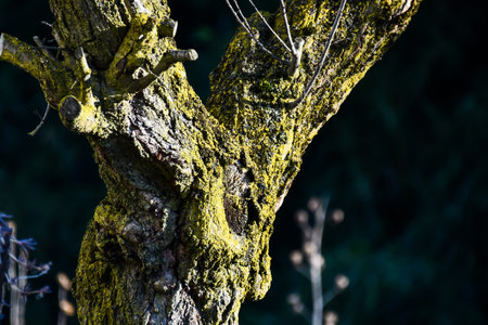 water drops on tree, photo as a background, digital image