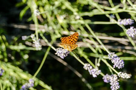 Photo of purple fresh Lavender flowers in closeupの写真素材