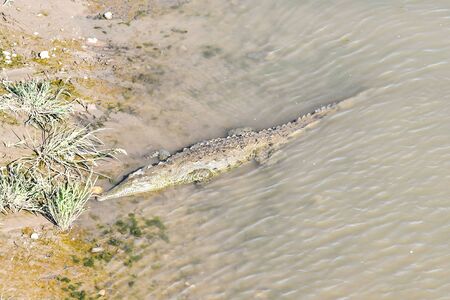 crocodile in water, photo as a background, digital imageの写真素材