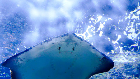 Photo Picture an Acquarium Full of Beautiful Tropical Fishes