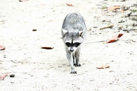 head of a wolf, photo as a background, digital imageの写真素材