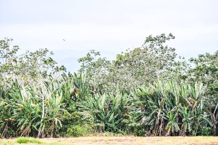field of corn, photo as a background, digital imageの写真素材