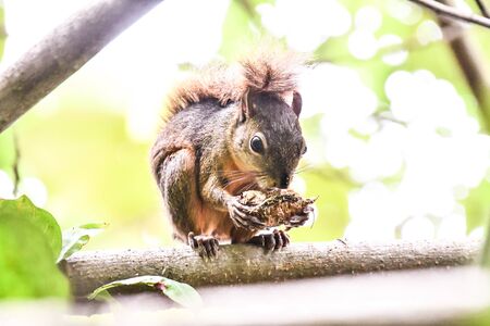 squirrel eating nut, photo as a background, digital imageの写真素材