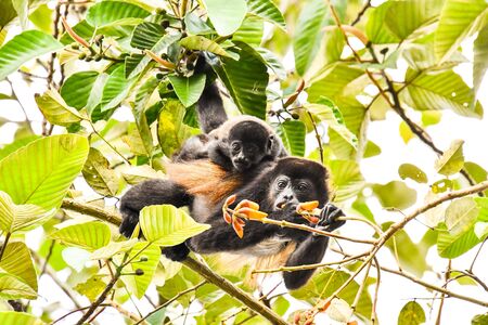 monkey in Arenal Volcano area in costa rica central americaの写真素材