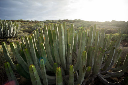 Calm Cactus Desert Sunset in Tenerife Canary Island