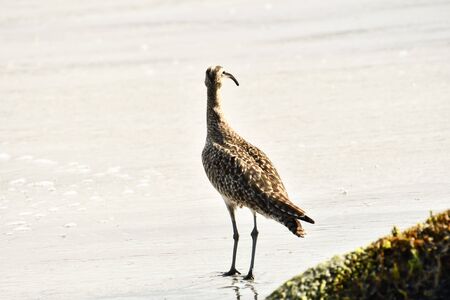 bird on beach, photo as a background, digital imageの写真素材