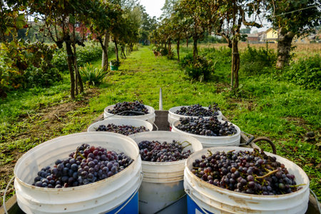 Grapes harvest of vineyard in north italy, red grapes for wine