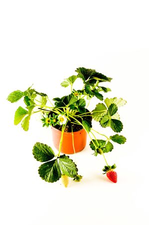 Strawberry plant with roots and soil on white backgroundの写真素材