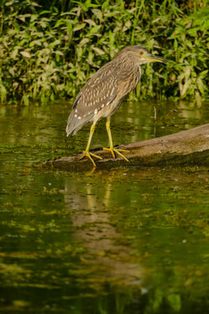 Photo of Eurasian Bittern Great bittern wild birdの写真素材