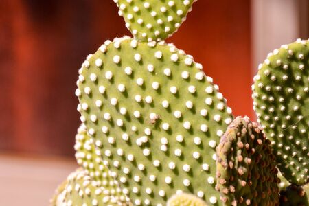 Photo Picture of a Tropical Cactus Texture Backgroundの写真素材