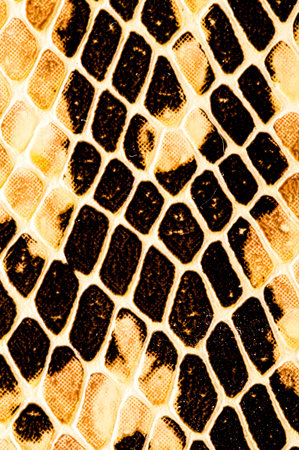 Photo of Snake skin pattern background texture