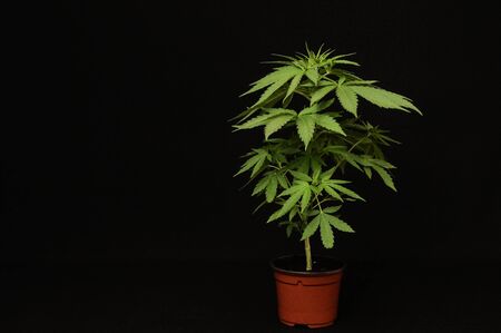 Young Green Leaf Cannabis Indica Plant Marijuanaの写真素材