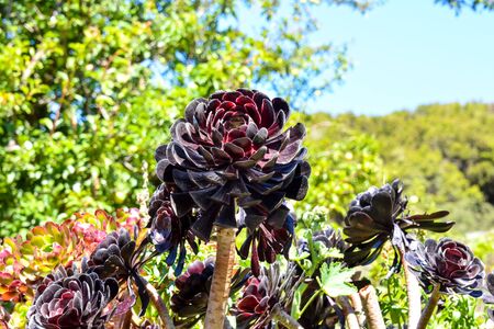 Photo Picture of Beautiful Blooming Flower Backgroundの写真素材