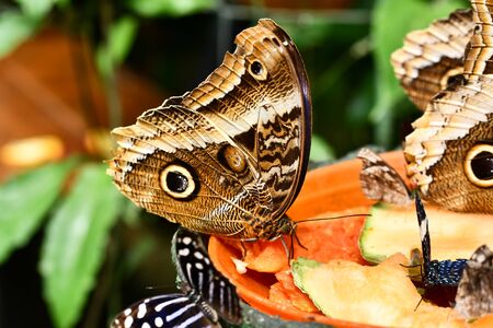butterfly on flower, photo as a background, digital imageの写真素材