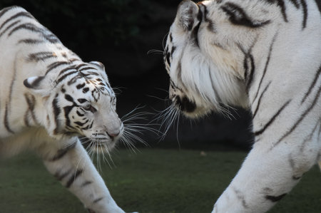 Rare Black and White Striped Adult Tiger