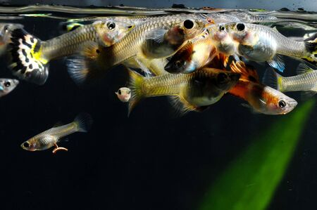 Guppy Multi Colored Fish in a Tropical Acquariumの素材 [FY310131224383]