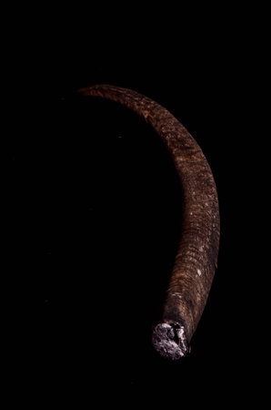 Male Adult Goat Horn on a Black Background