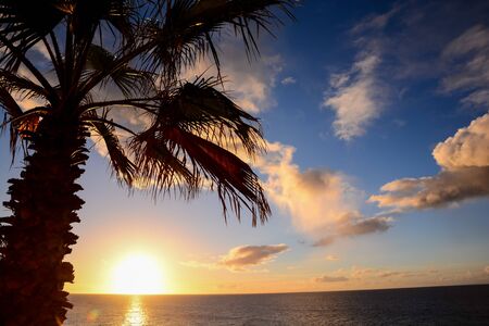 Palm Tree Silhouette at Sunset in Canary Islandsの写真素材