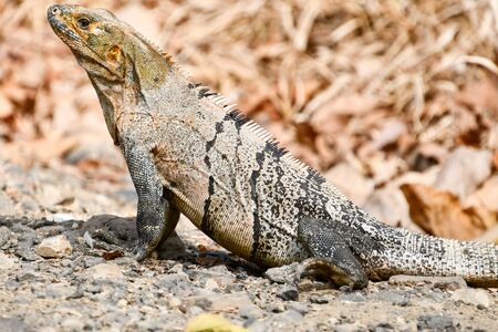 green iguana on a rock, photo as a background, digital imageの写真素材