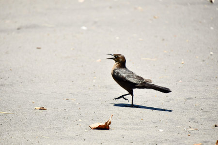 seagull on beach, photo as a background, digital image