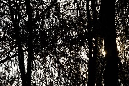 trees in fog, photo as a background, digital imageの写真素材