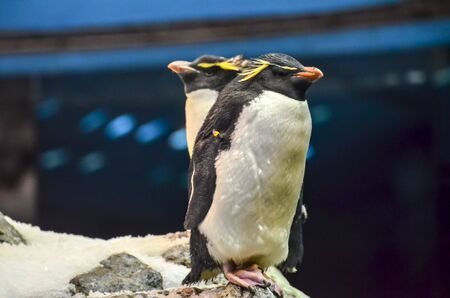 Black and White Colored Penguin in a Cold Placeの写真素材